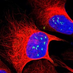 ZNF275 Antibody, Novus Biologicals 0.1mL; Unlabeled:Antibodies, Polyclonal